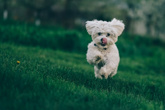 Dog Training 1
