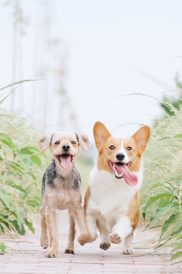 Dog Training 3