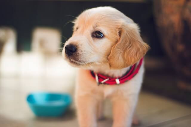 Dog Training 2