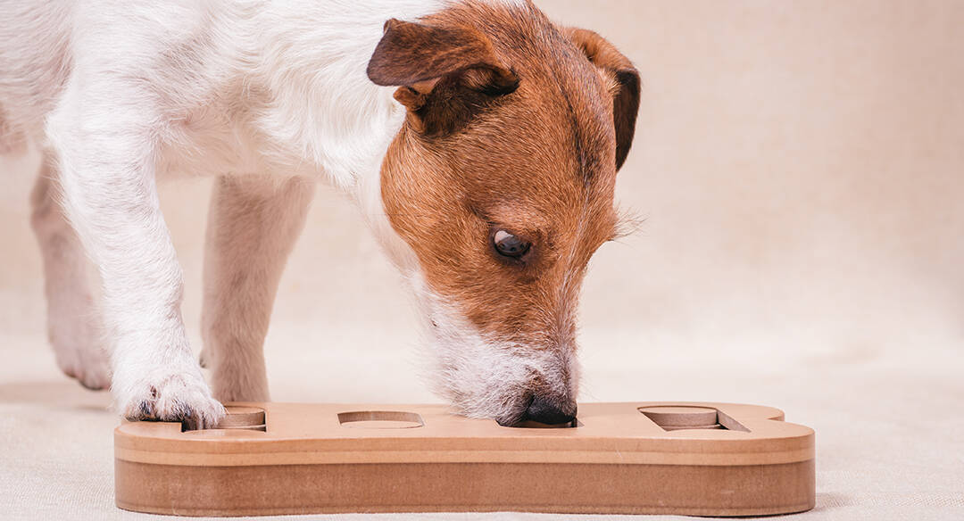 Nosework (Odour search training)