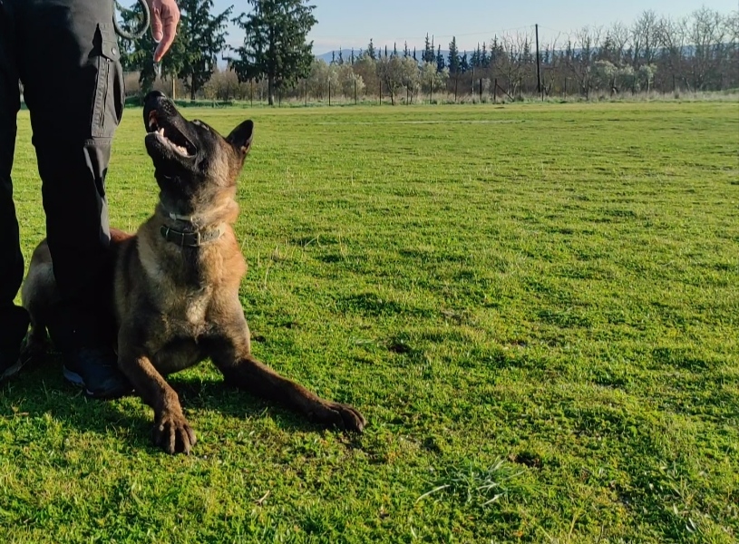 Trained Working Dogs