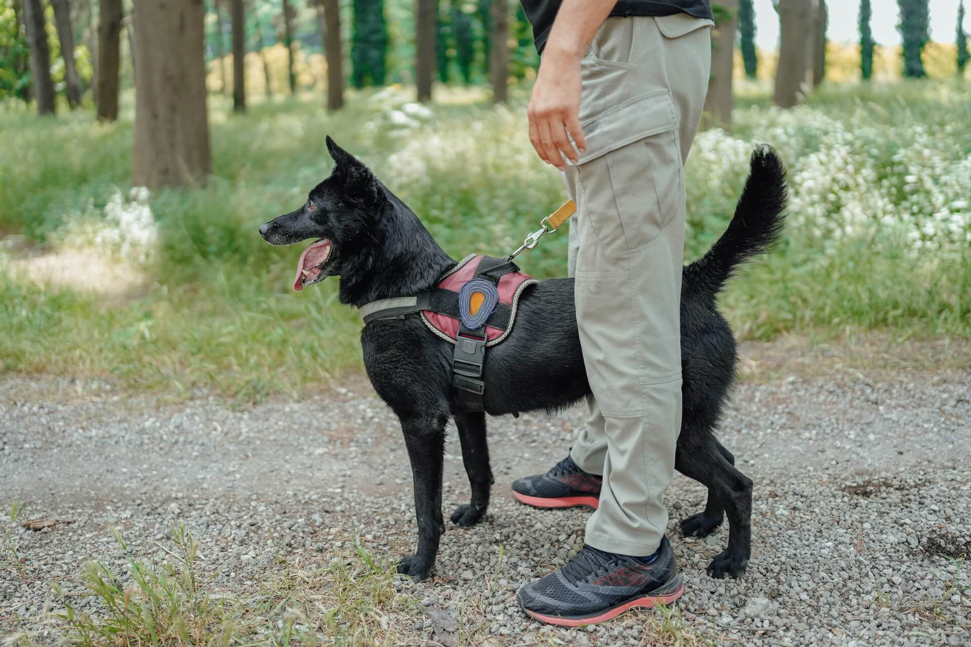 K9 Pro Teams