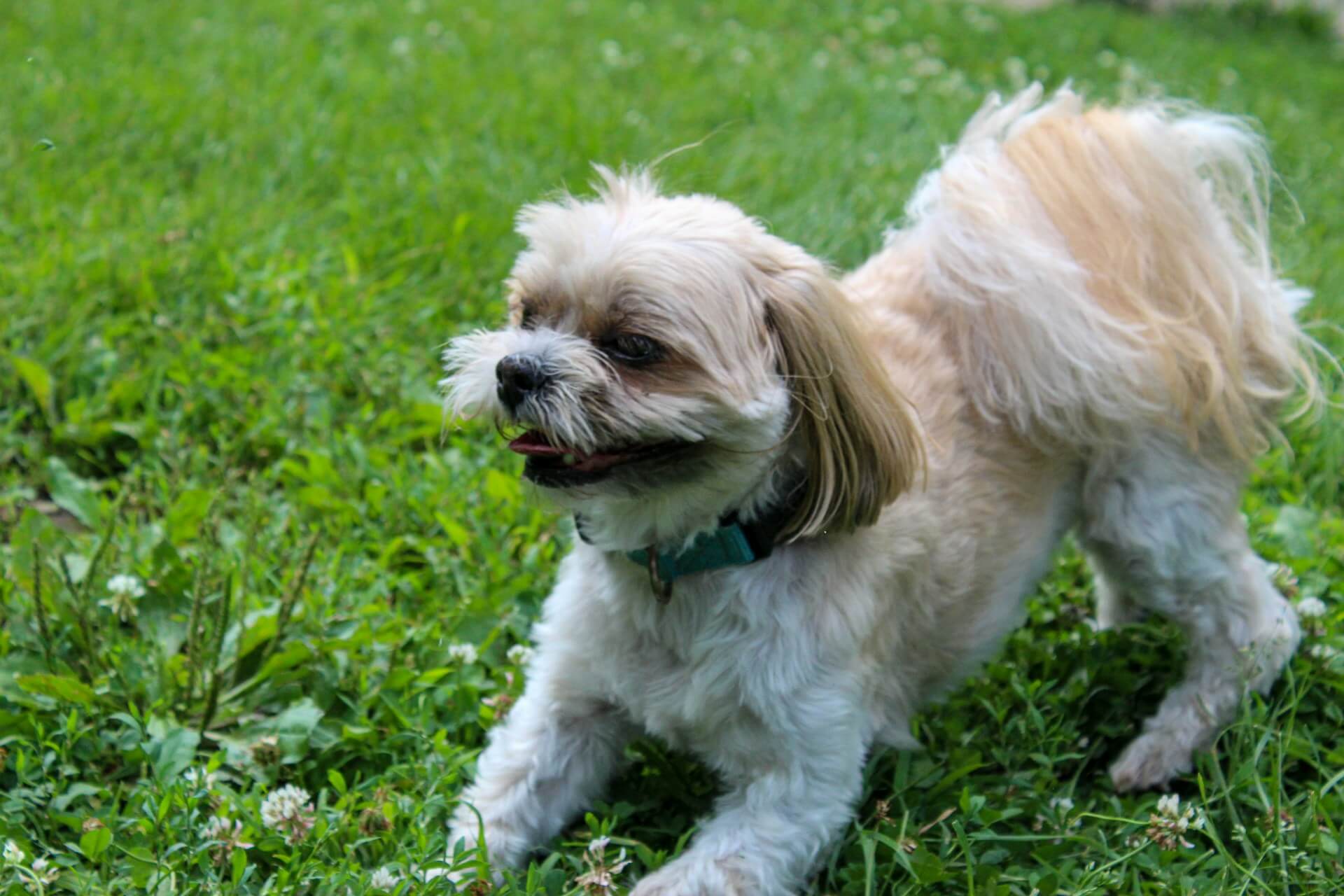 Dog Park
